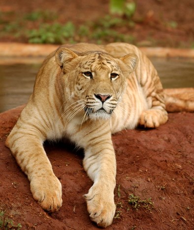 liger 10 Bizarre Hybrid Animals