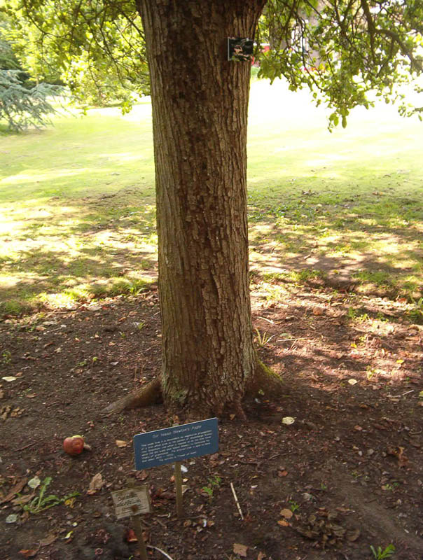 newtons apple tree botanic gardens cambridge This Day In History   January 4th