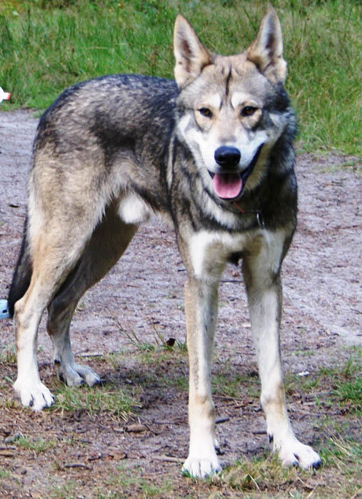 wolfdog 10 Bizarre Hybrid Animals