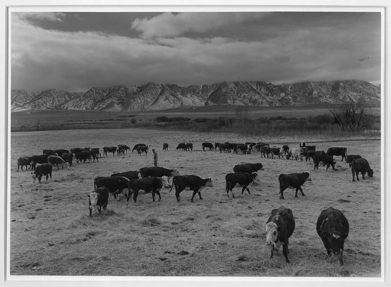 ansel adams life on japanese internment camps wwii manzanar 22 Ansel Adams Captures Life on a Japanese Internment Camp