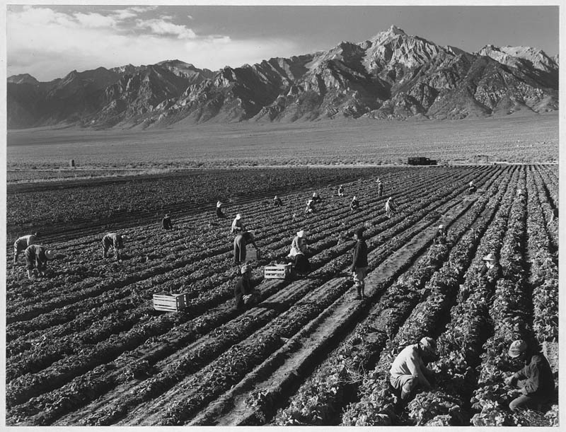 ansel adams life on japanese internment camps wwii manzanar 3 Ansel Adams Captures Life on a Japanese Internment Camp