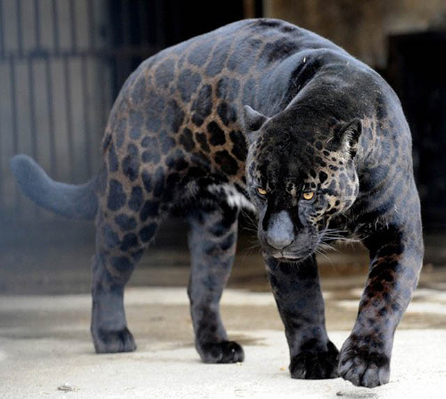 black leopard panther jaguar melanistic big cat This Cat Has the Worlds Most Interesting Face