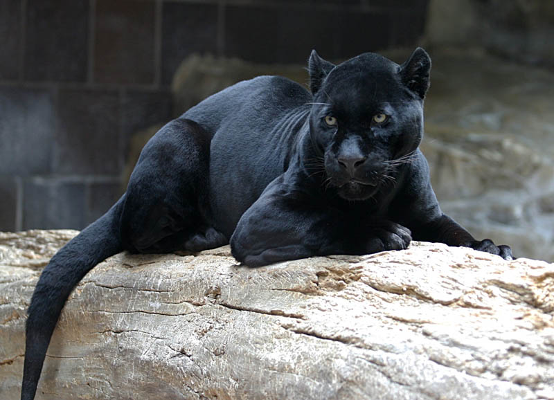 black panther jaguar leopard melanistic big cat 2 10 Incredible Melanistic (All Black) Animals