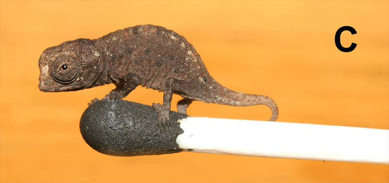 brookesiaa worlds smallest chameleon northern madagascar The Tiniest Chameleon in the World