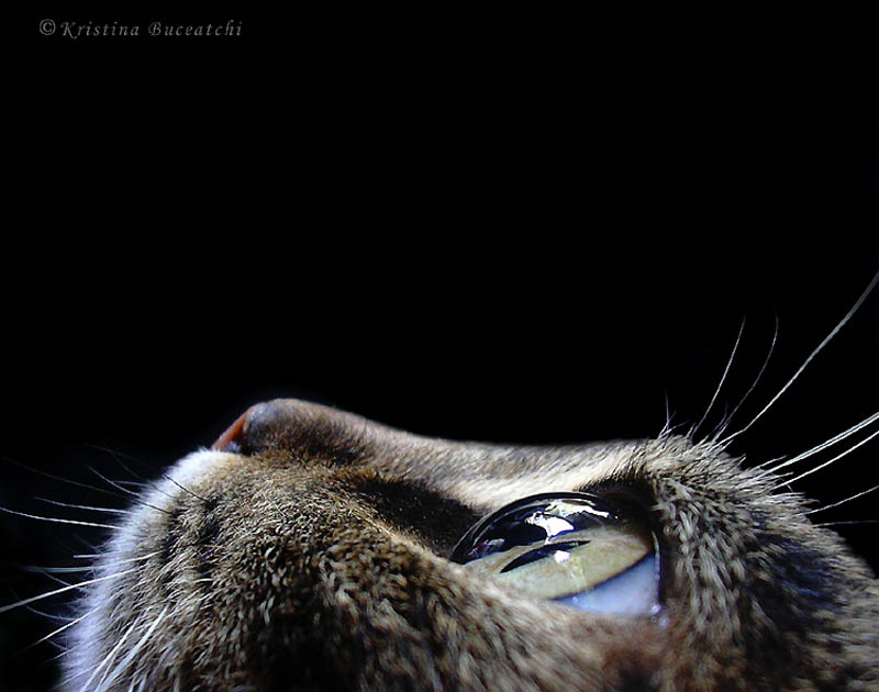 cat looking up eyes on prize kristina buceatchi Picture of the Day: Eyes on the Prize