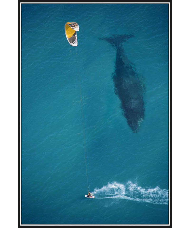 kite surfing with whale below aerial shot from above Picture of the Day: Putting the Size of a Whale in Perspective