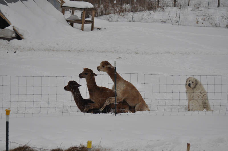 llama alpaca humping dog forever alone The Shirk Report   Volume 149