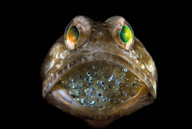 male jawfish mouthbrooding babies Picture of the Day: Male Jawfish Mouthbrooding Offspring