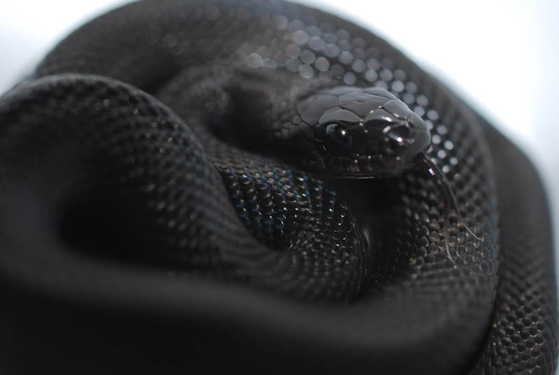 10 Incredible Melanistic (All Black) Animals » TwistedSifter