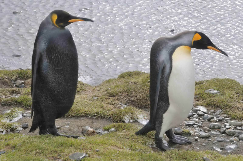 melanistic black king emperor penguin 10 Incredible Melanistic (All Black) Animals