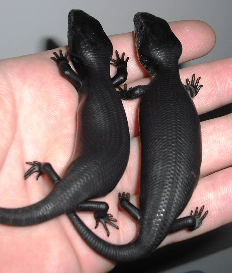 melanistic black lizard 10 Incredible Melanistic (All Black) Animals