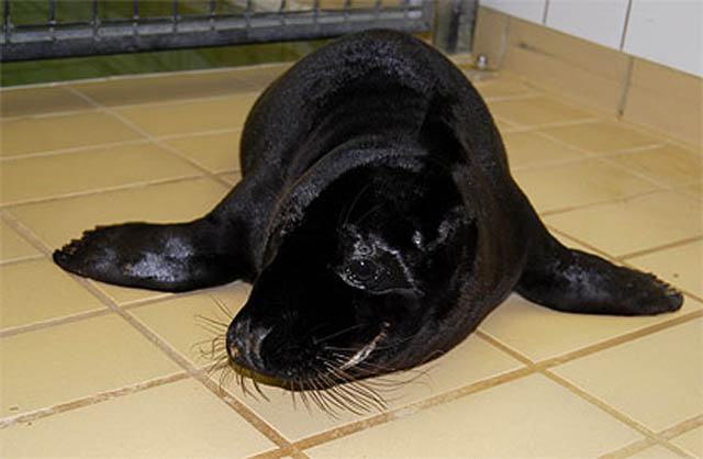 melanistic black seal 10 Incredible Melanistic (All Black) Animals
