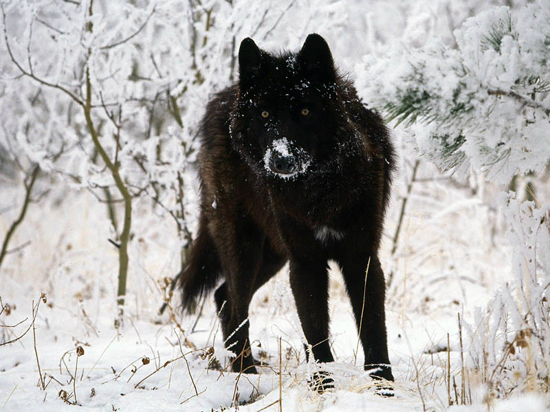 melanistic black wolf 10 Incredible Melanistic (All Black) Animals