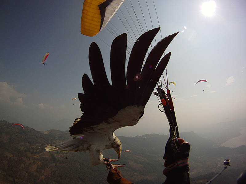 parahawking in nepal scott mason 3 The Ultimate Guide to Parahawking in Nepal