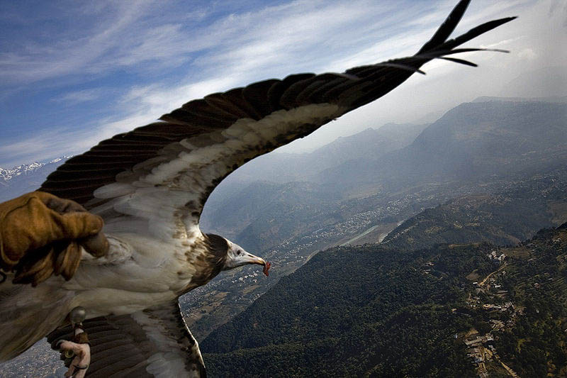 parahawking with egyptian vulture The Ultimate Guide to Parahawking in Nepal