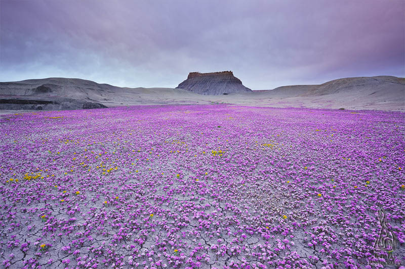 purple flowers field badlands of utah Picture of the Day: A Sea of Purple in the Badlands of Utah