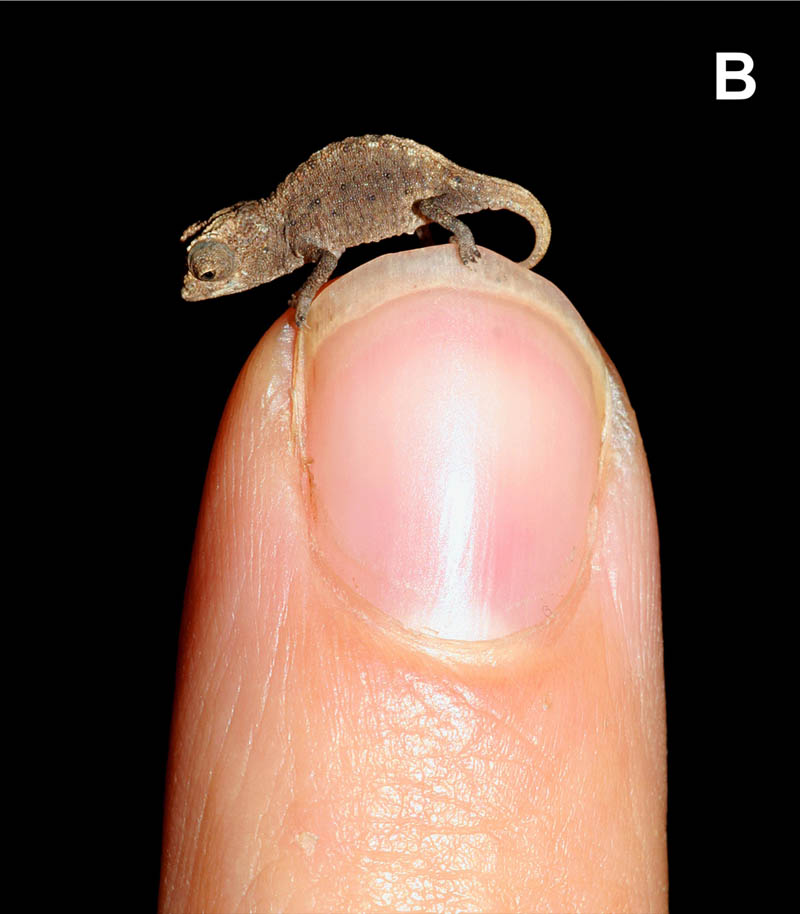 tiniest chameleon in the world The Tiniest Chameleon in the World