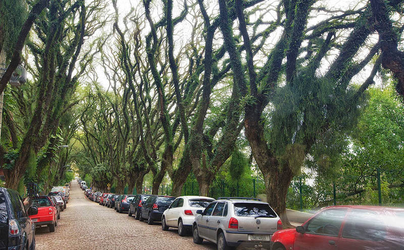 tree covered street porto alegre brazil rue goncalo de carvalho 4 Stunning Street in Porto Alegre, Brazil is Blanketed in Trees