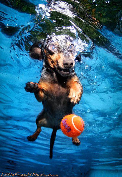 underwater photos of dogs seth casteel 1 12 Underwater Photos of Dogs Fetching Their Ball