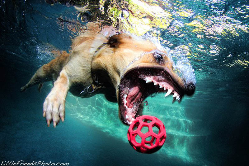 underwater photos of dogs seth casteel 10 12 Underwater Photos of Dogs Fetching Their Ball