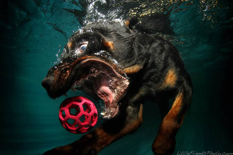 underwater photos of dogs seth casteel 11 12 Underwater Photos of Dogs Fetching Their Ball