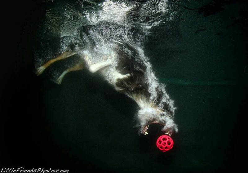 underwater photos of dogs seth casteel 12 12 Underwater Photos of Dogs Fetching Their Ball