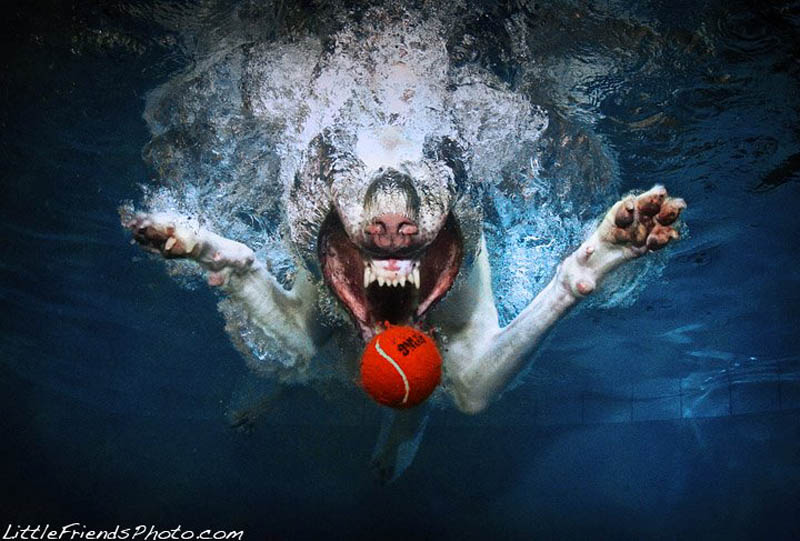 underwater photos of dogs seth casteel 2 12 Underwater Photos of Dogs Fetching Their Ball