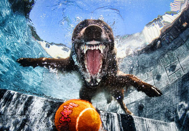 underwater photos of dogs seth casteel 3 12 Underwater Photos of Dogs Fetching Their Ball