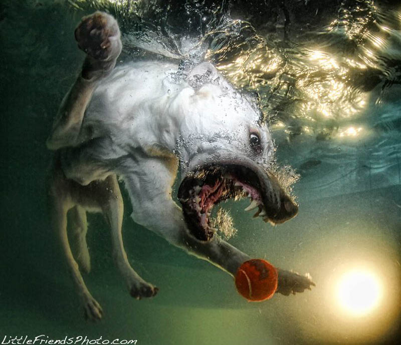 underwater photos of dogs seth casteel 4 12 Underwater Photos of Dogs Fetching Their Ball