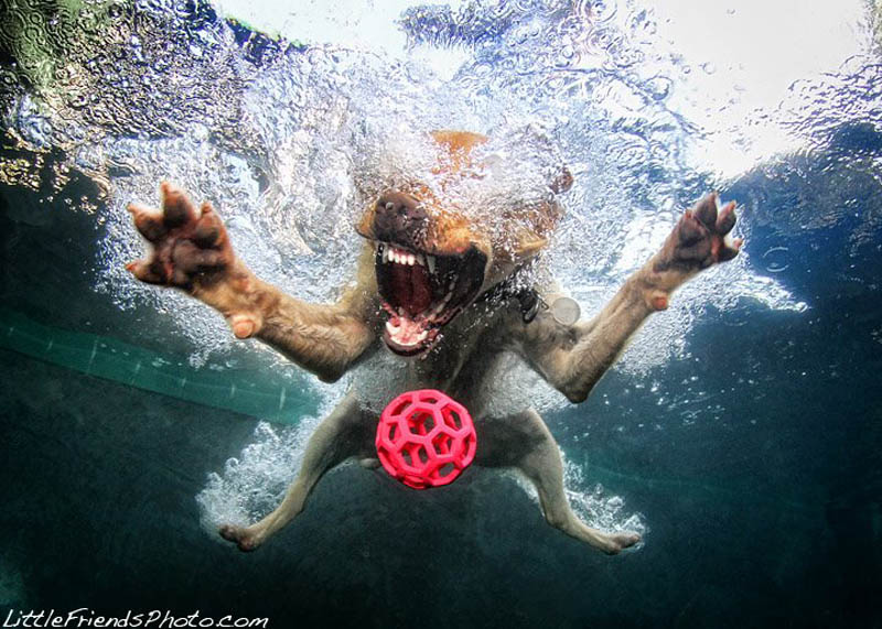 underwater photos of dogs seth casteel 5 12 Underwater Photos of Dogs Fetching Their Ball