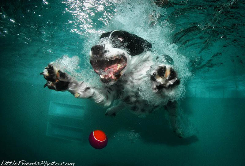underwater photos of dogs seth casteel 7 12 Underwater Photos of Dogs Fetching Their Ball