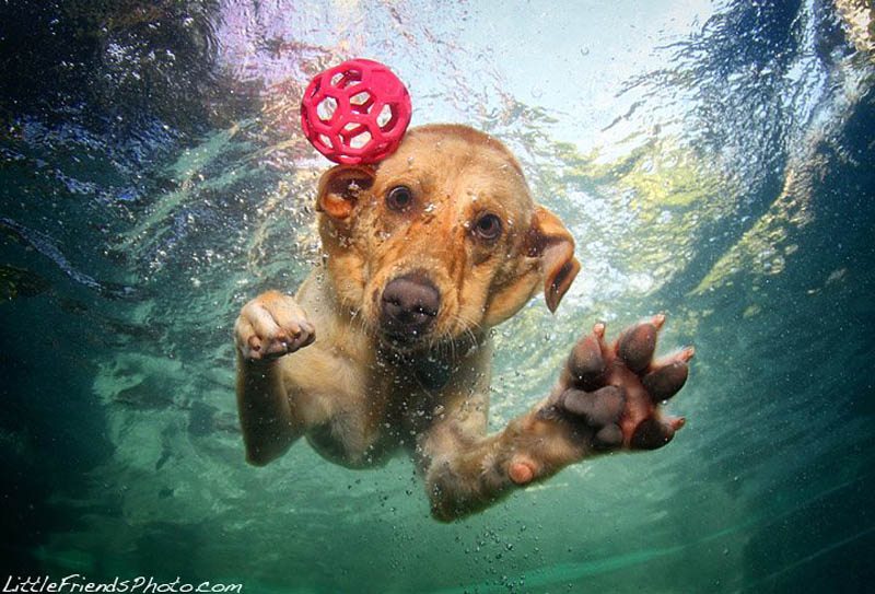 underwater photos of dogs seth casteel 8 12 Underwater Photos of Dogs Fetching Their Ball