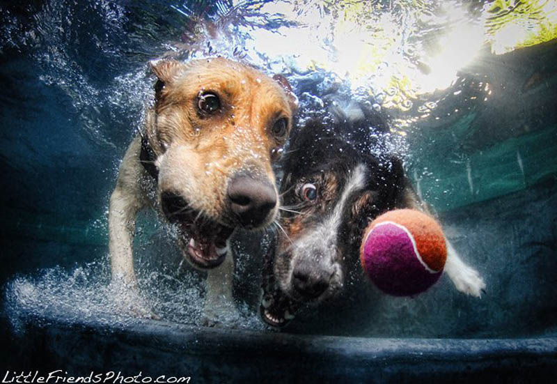 underwater photos of dogs seth casteel 9 12 Underwater Photos of Dogs Fetching Their Ball