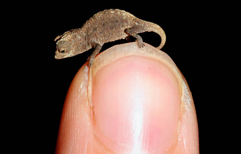 worlds smallest and tiniest chameleon The Tiniest Chameleon in the World