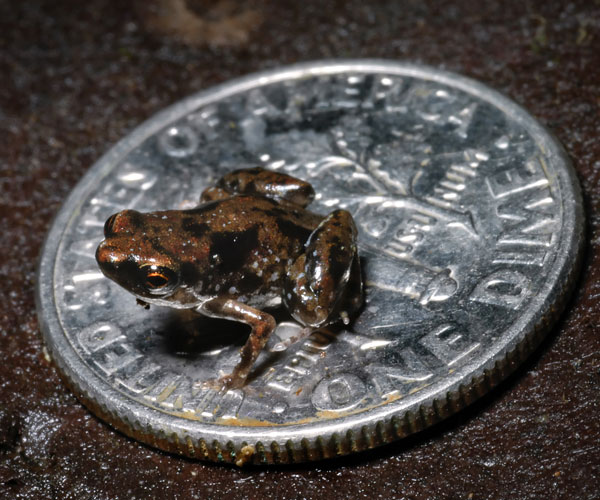worlds smallest tiniest frog The Tiniest Chameleon in the World