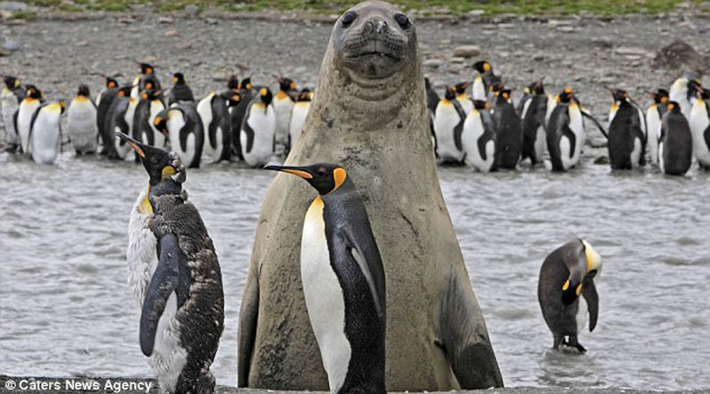 animal photobomb seal photobombing penguins 20 Animals with Two Different Colored Eyes