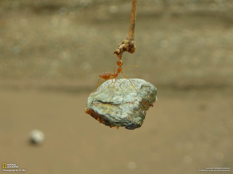 ant biting branch and holding onto lifting rock The Top 75 Pictures of the Day for 2012