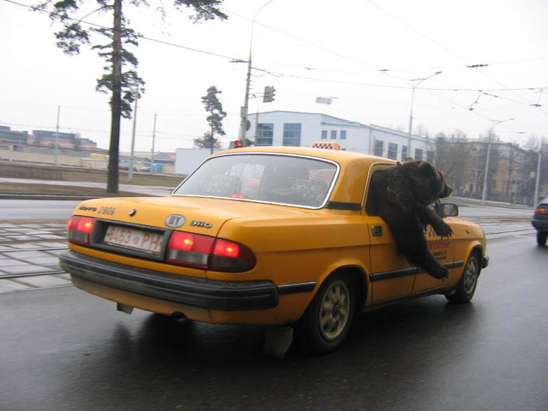 bear riding taxi The Shirk Report   Volume 155