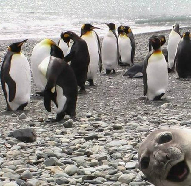 cropped seal photobombing The 15 Greatest Animal Photobombs of All Time