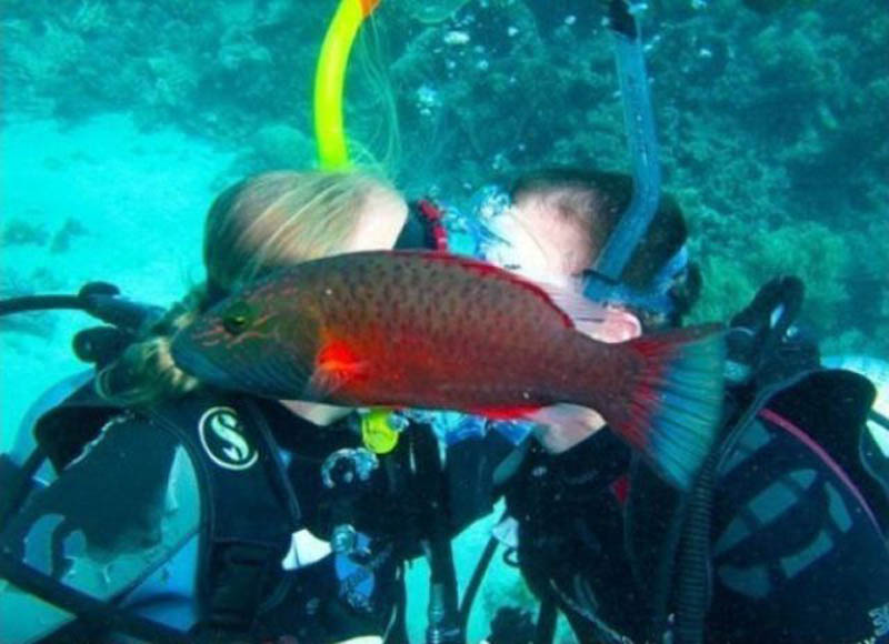 fish photobombs kissing couple animal photobomb The 15 Greatest Animal Photobombs of All Time