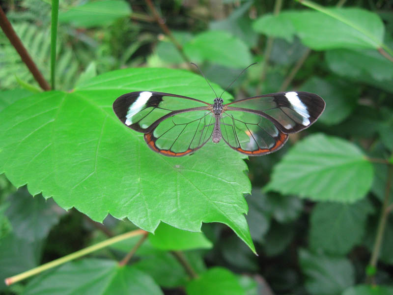 glasswing butterfly 15 Stunning Photos of the Glasswinged Butterfly
