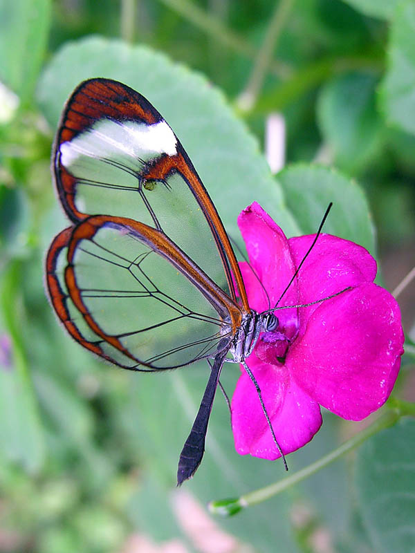 glasswinged butterfly side view 15 Stunning Photos of the Glasswinged Butterfly