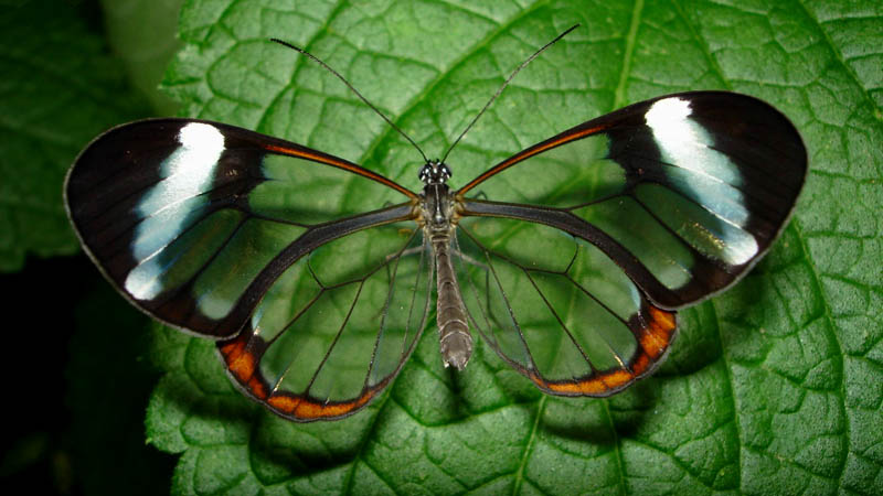 glasswinged butterfly top view 15 Stunning Photos of the Glasswinged Butterfly