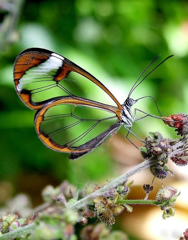 greta oto butterfly 15 Stunning Photos of the Glasswinged Butterfly