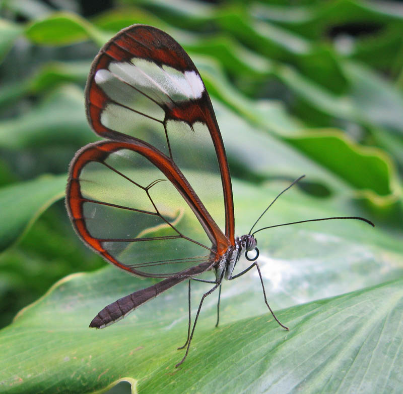 greta oto 15 Stunning Photos of the Glasswinged Butterfly