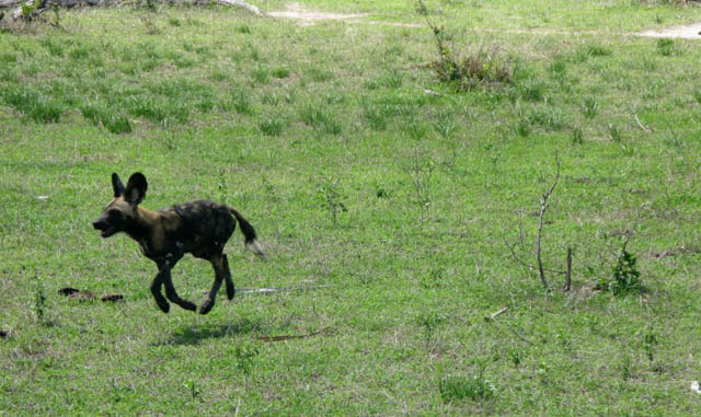 hover african wild dog The 25 Funniest Hover Animals Ever