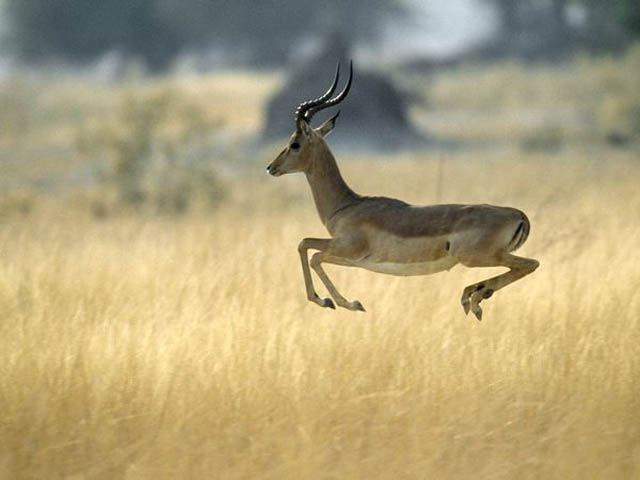 hover antelope The 25 Funniest Hover Animals Ever