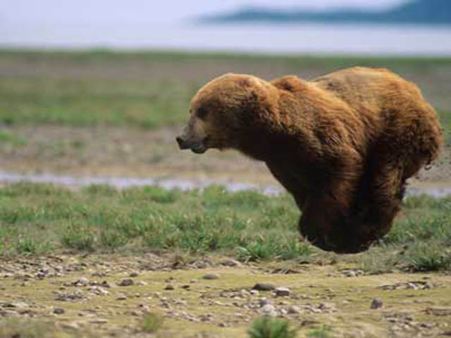 hover bear flying bear The 25 Funniest Hover Animals Ever