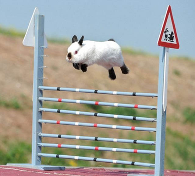 hover bunny The 25 Funniest Hover Animals Ever