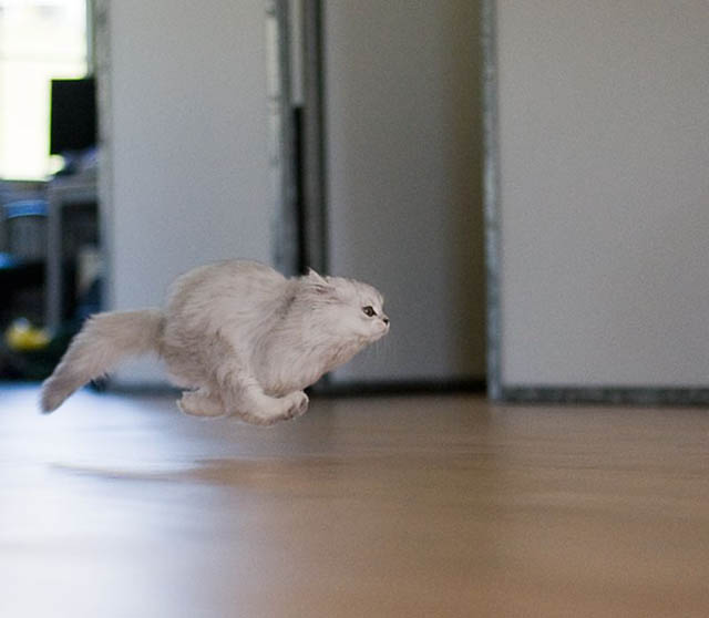 hover cat flying cat 1 The 25 Funniest Hover Animals Ever